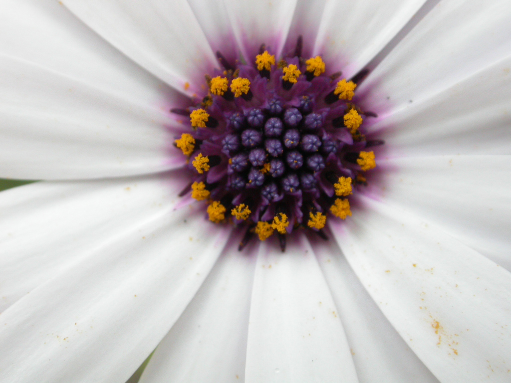 fiore