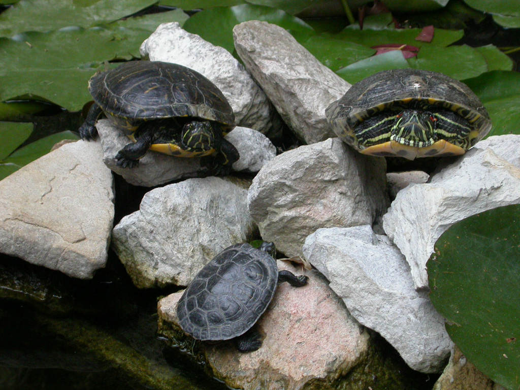 tartarughe