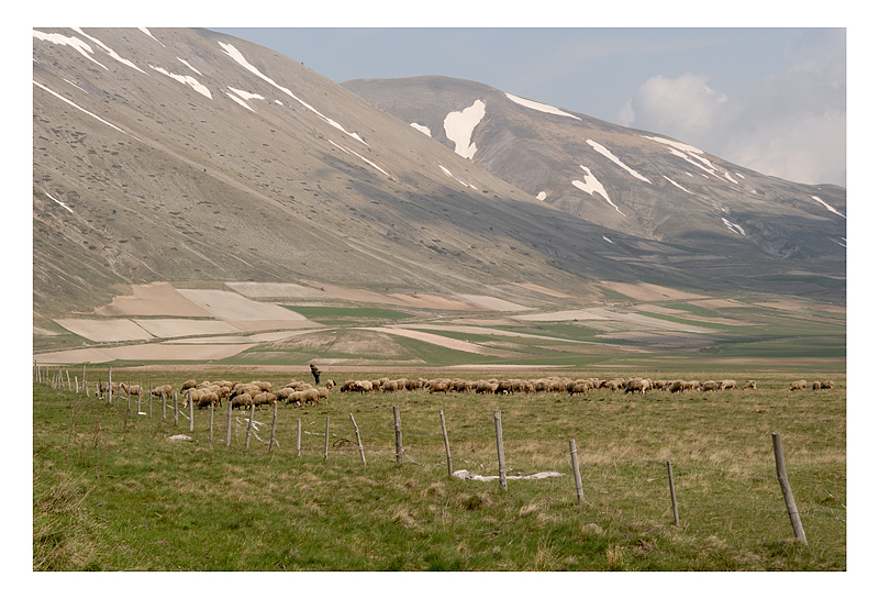 Pascolo a Castelluccio