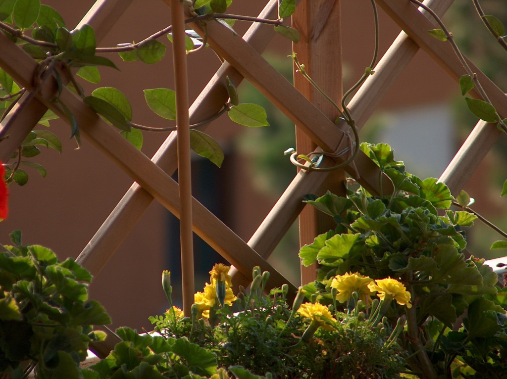 Balcone