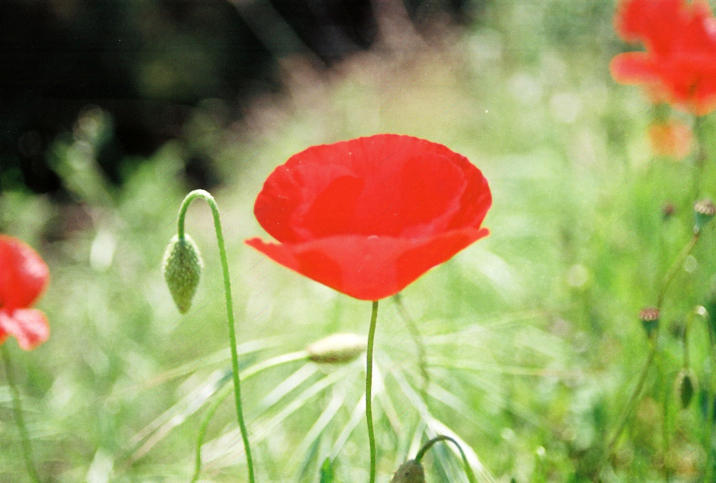 papavero