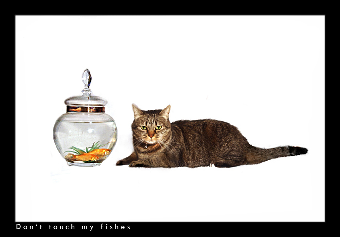 don't touch my fishes