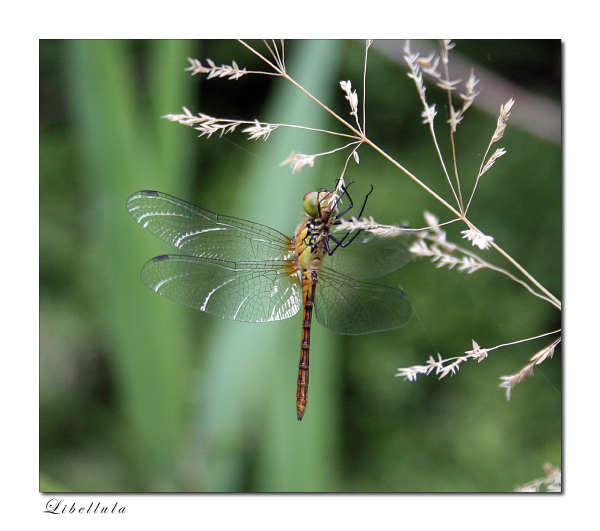 libellula