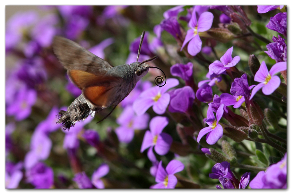 Macroglossum stellatarum. 1