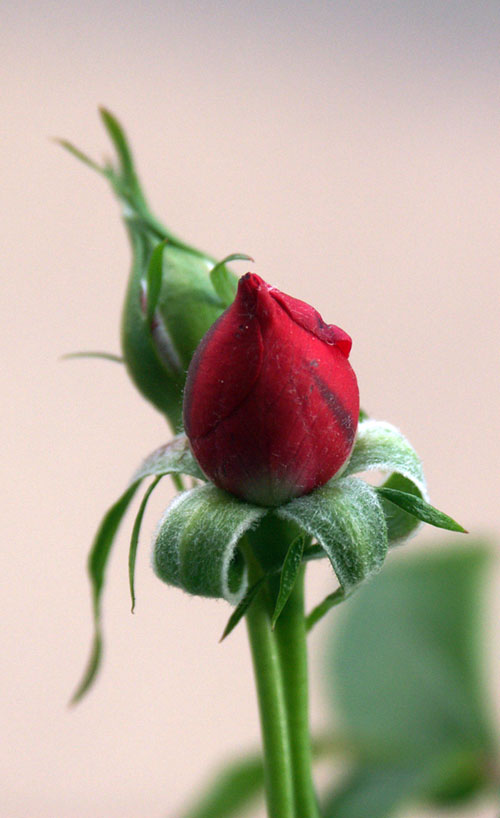 bocciolo di rosa