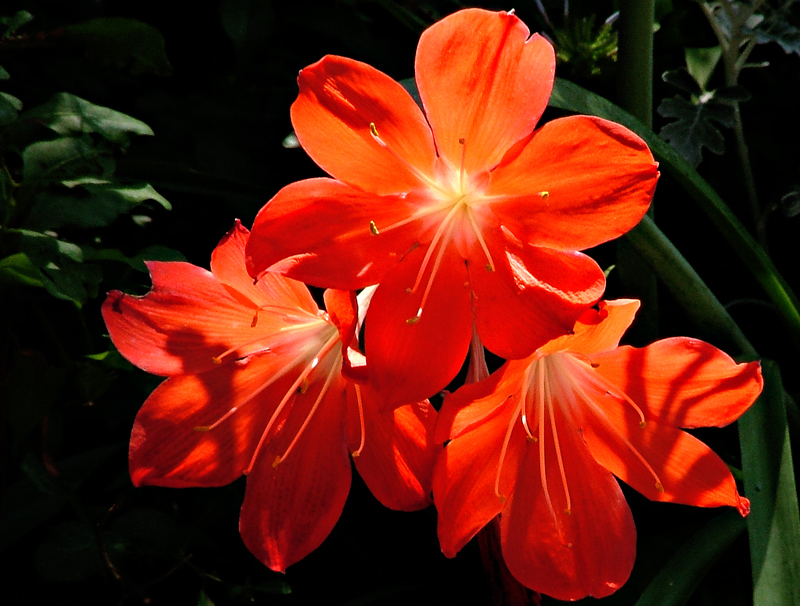 fiori