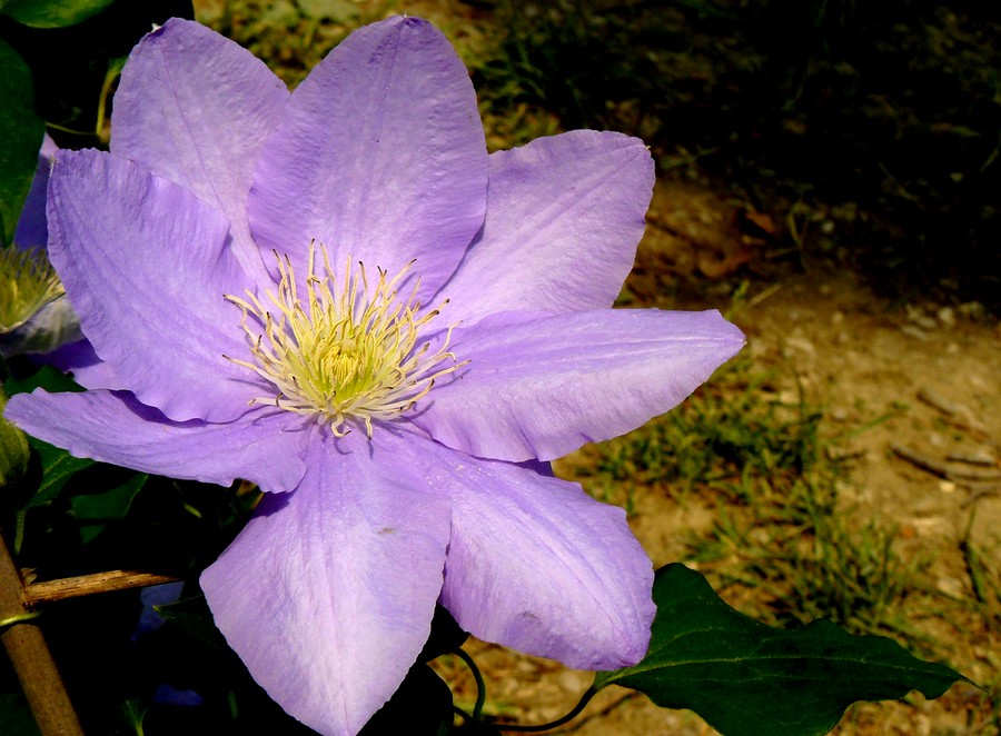 Rosa particolare