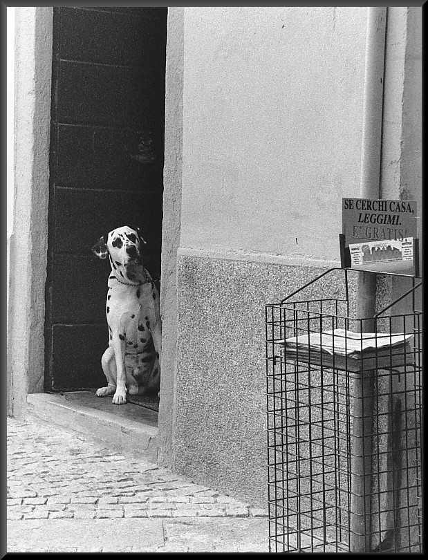 Cerco casa