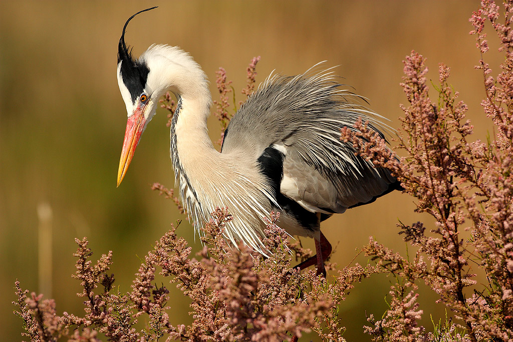 Ardea Cinerea (di maumau)