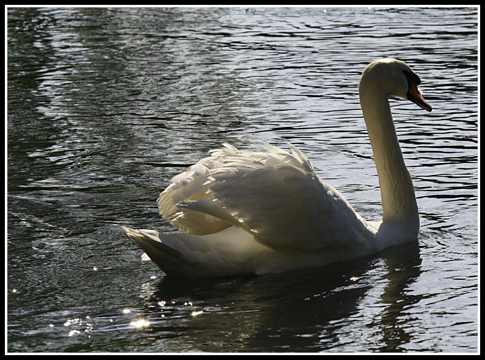 Cigno con 100-400