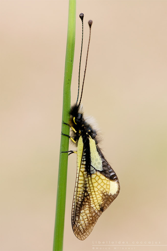 Libelloides