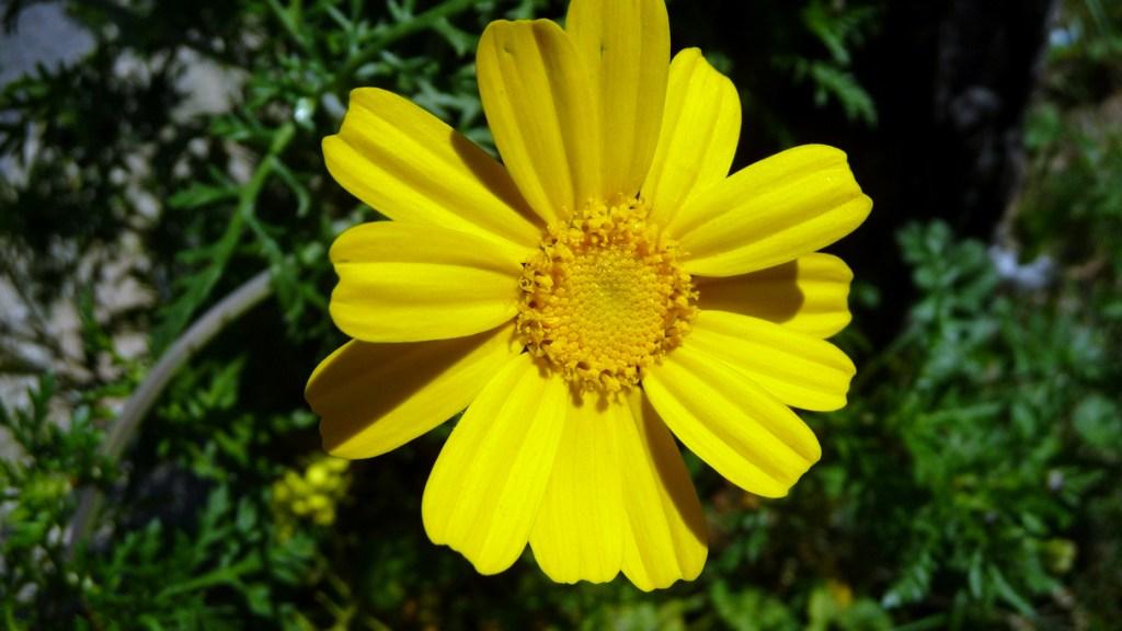 macro