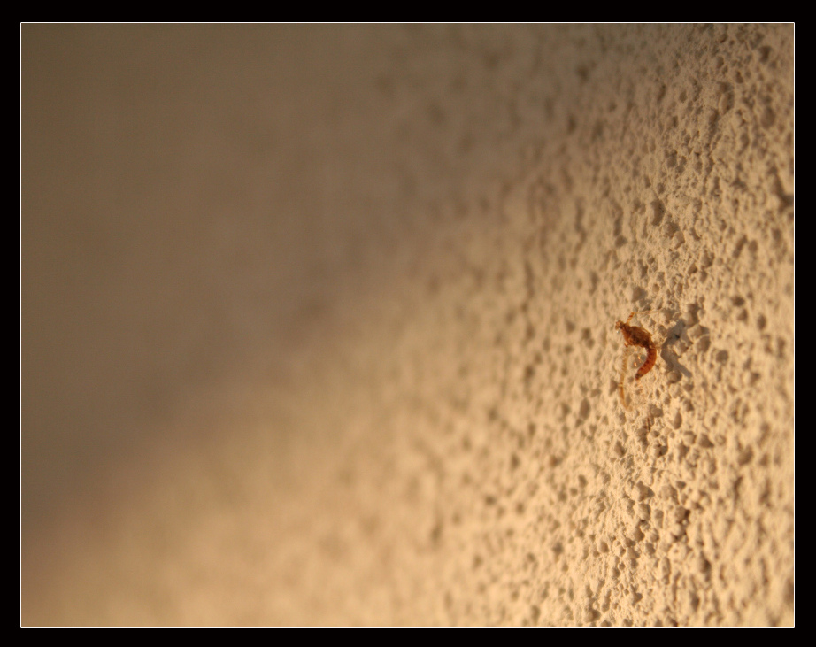 1a foto con la 350d