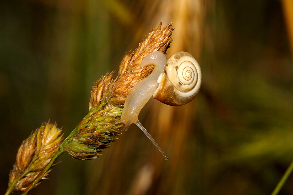 Lumaca1