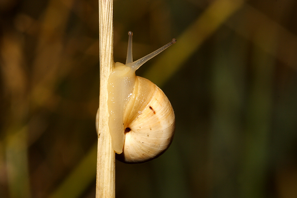 Lumaca2