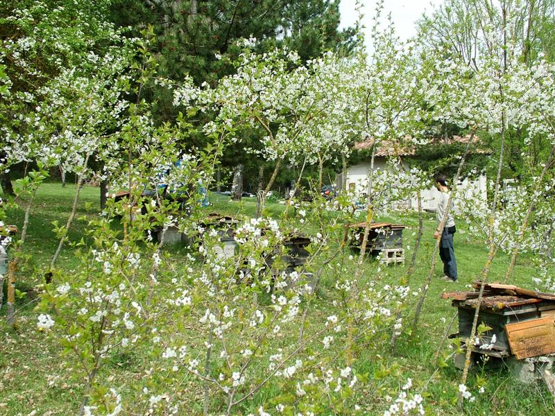 Primavera
