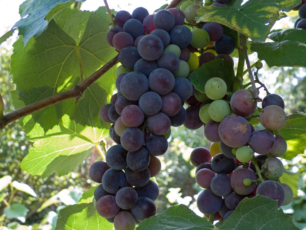 Uva migliorata