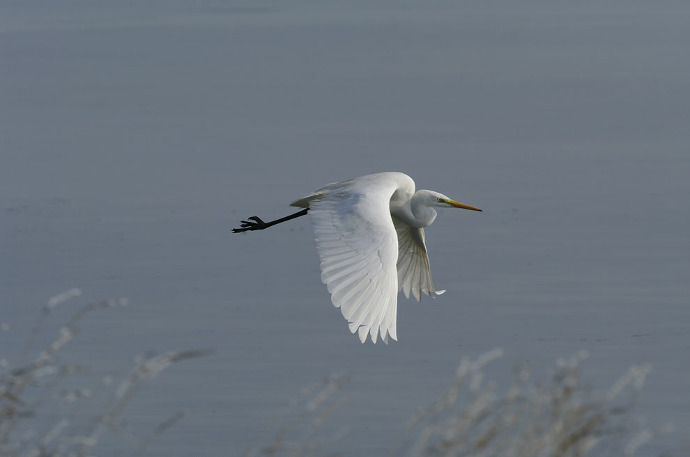 volo