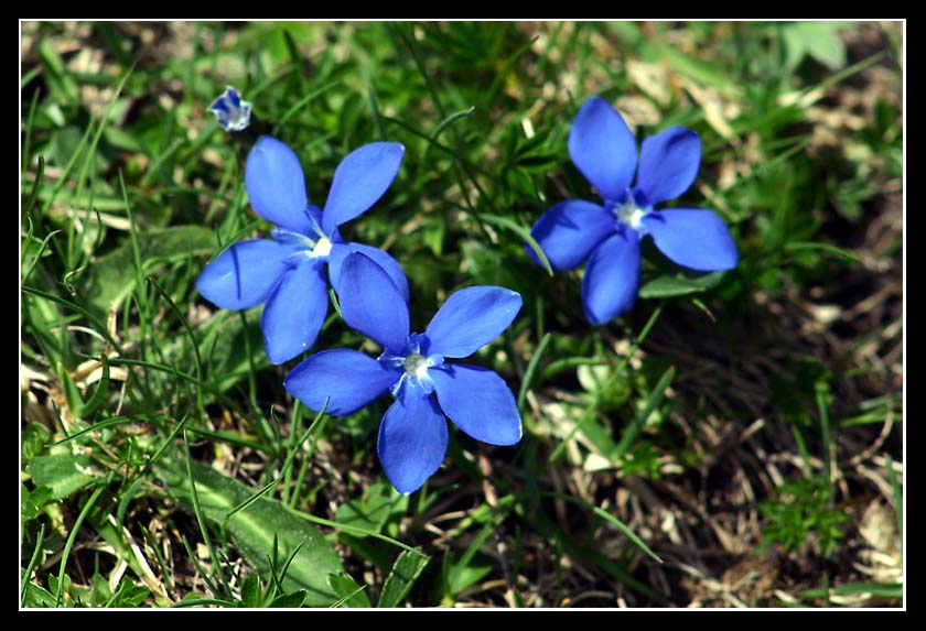 Paesaggi: ghiacciaio di Fellaria