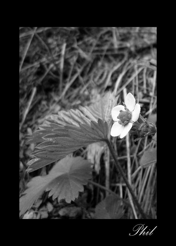 Fiore di bosco