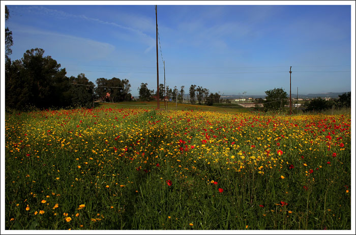 campo papaveri2