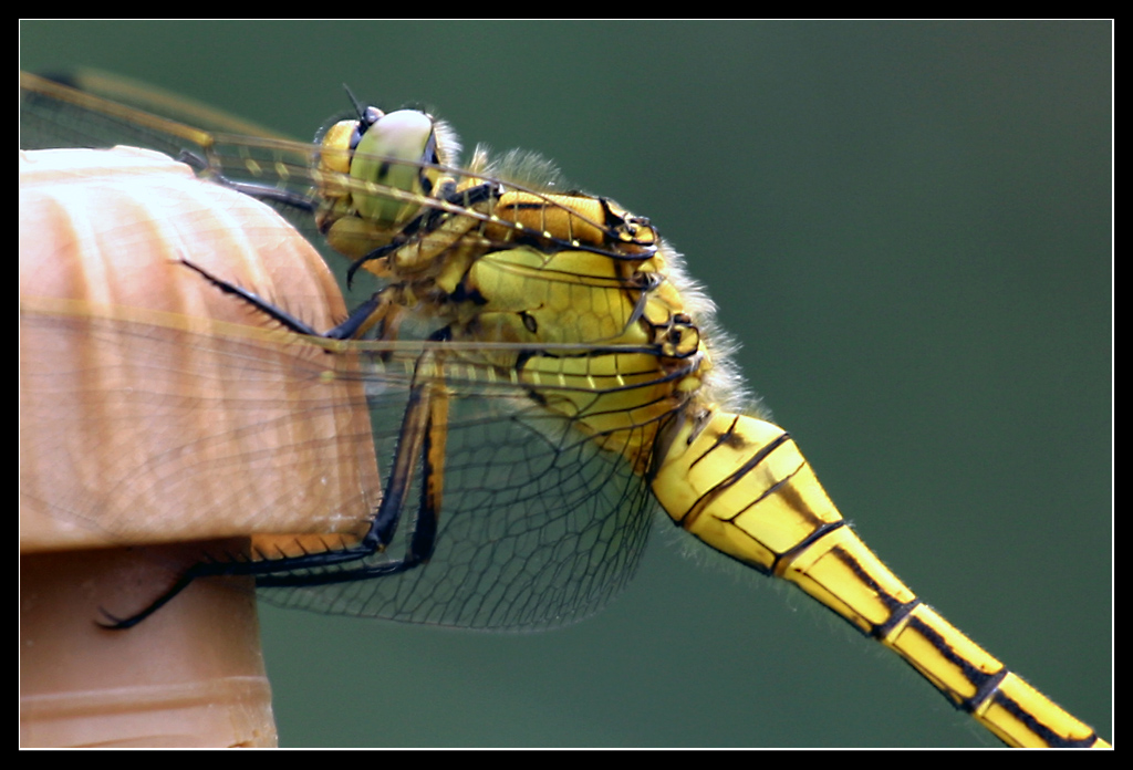 Animali: libellula