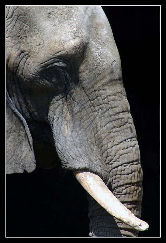 Animali: Cornelle