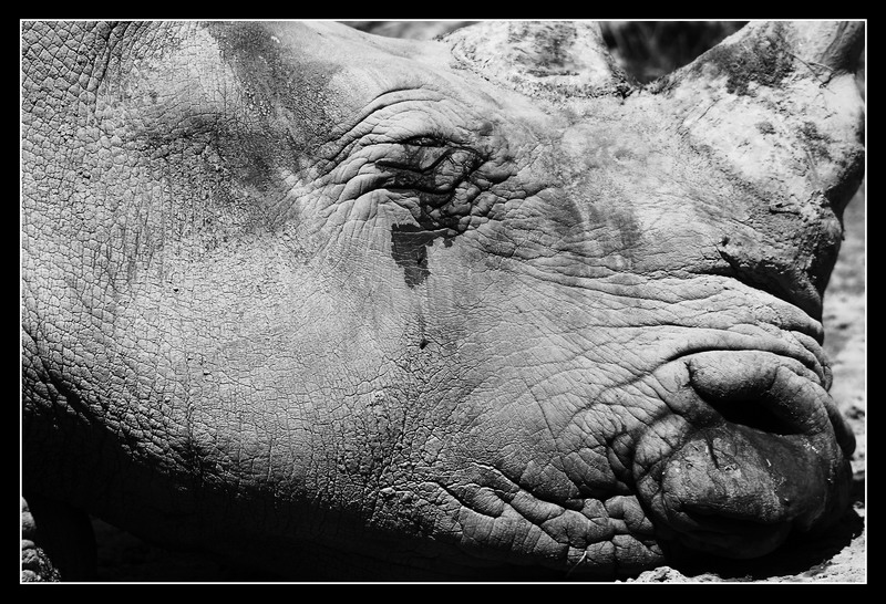 Animali: cornelle