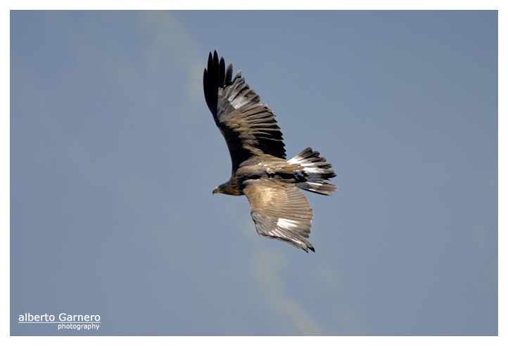 Aquila Reale II