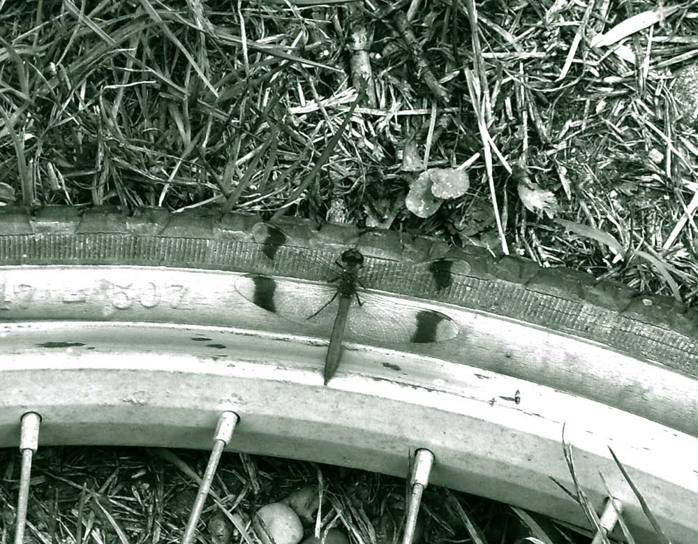 La Libellula