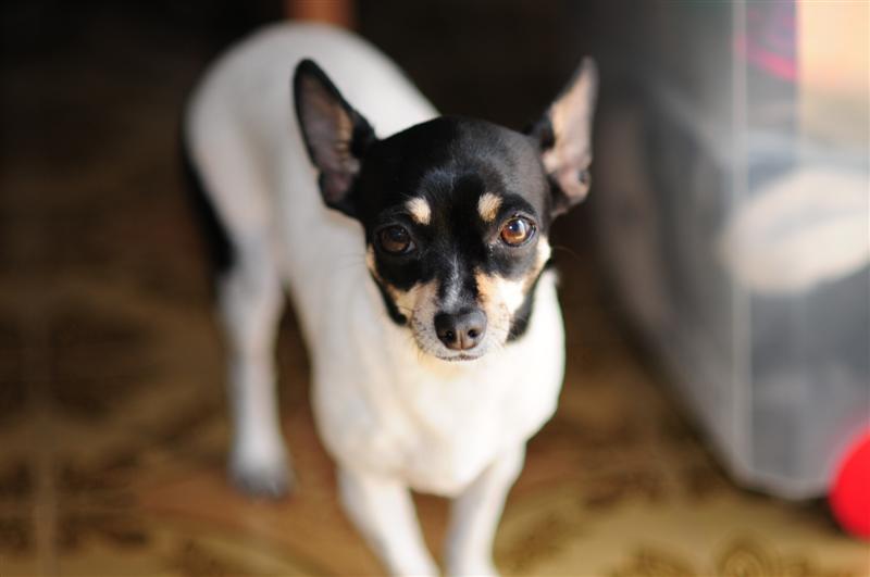 chihuahua