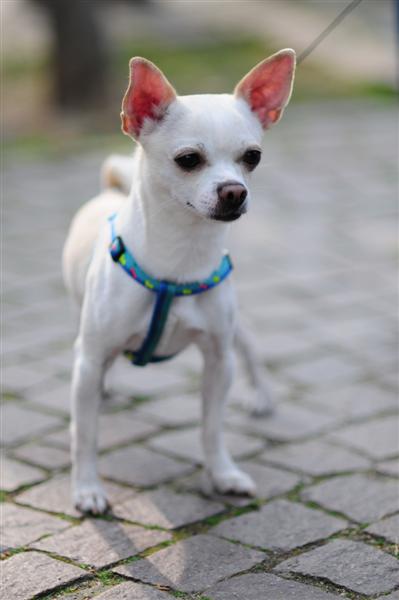 chihuahua
