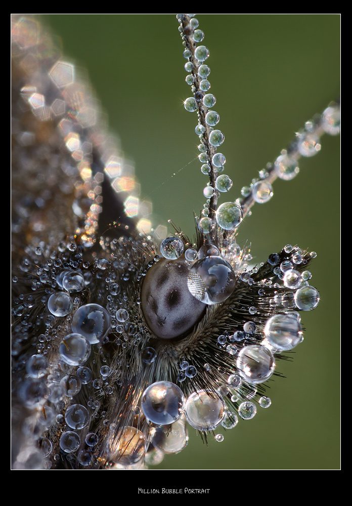 Million Bubble Portrait (di Macromak)