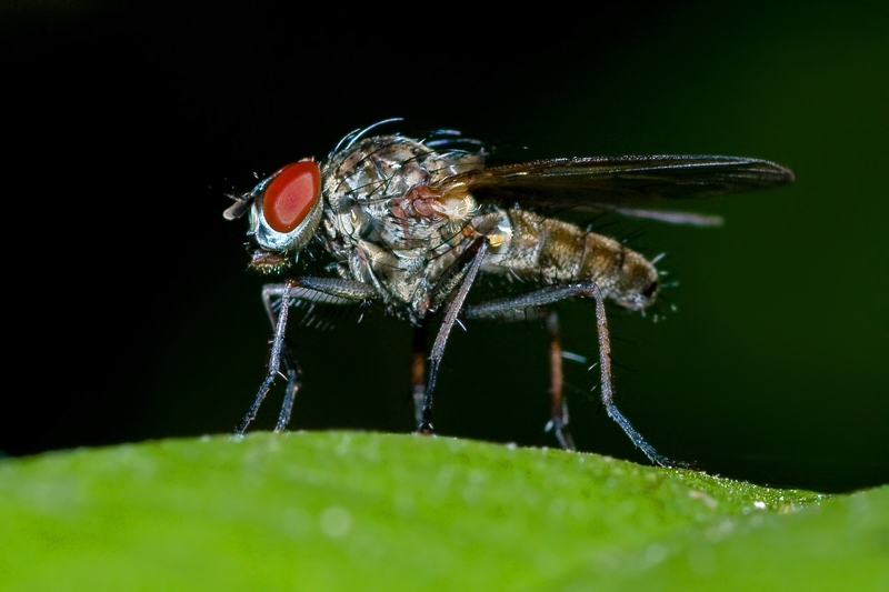 Mosca