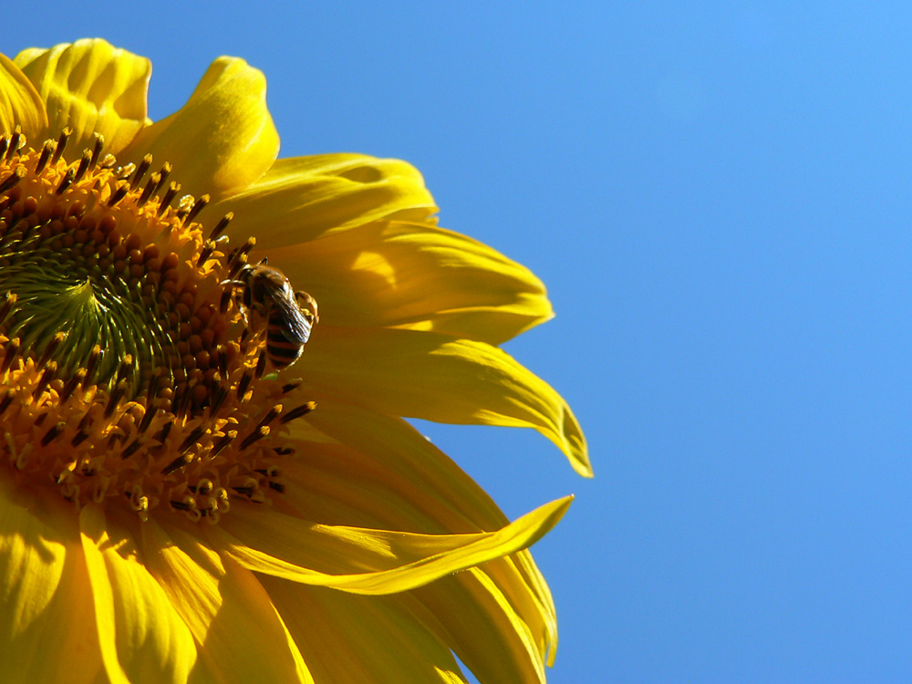 Girasole&Ape