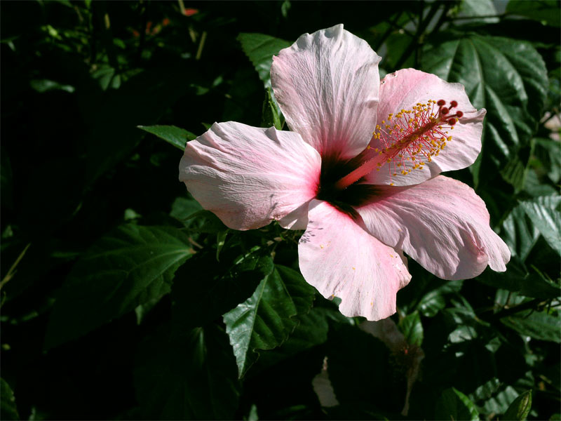 fiore
