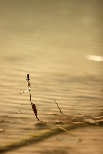 Riposo sull'acqua