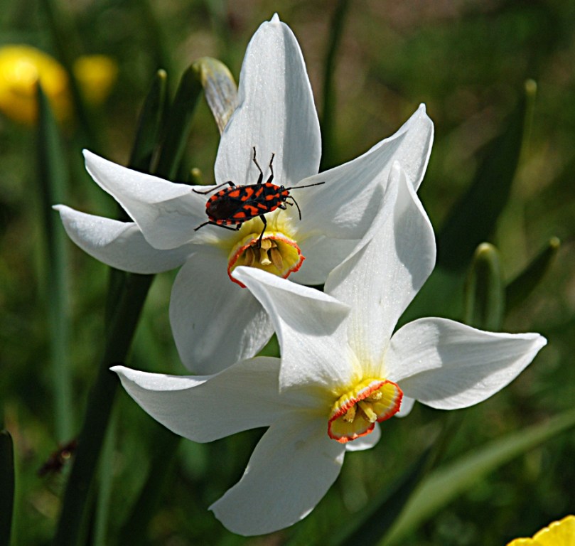 isetto su fiore
