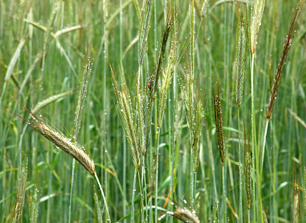 gocce di rugiada