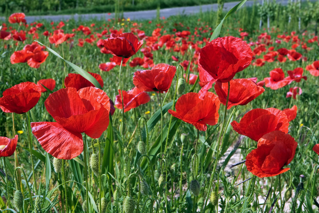 Campo di papaveri
