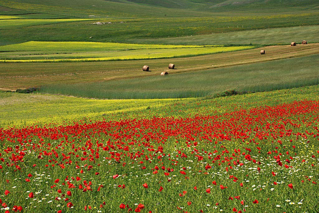 prati fioriti