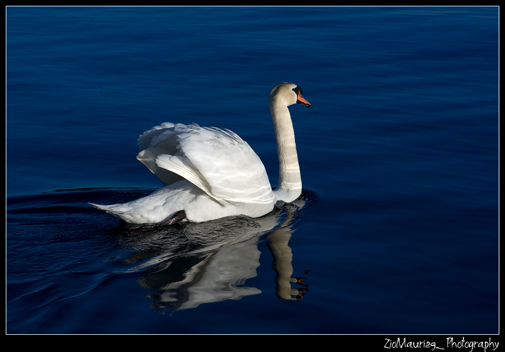 Bianco Cigno @ ZioMauri29