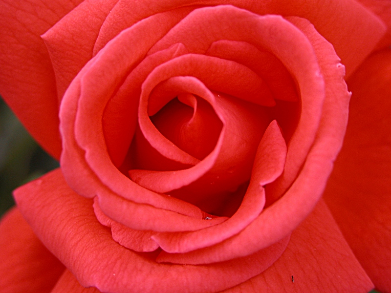 Rosa02