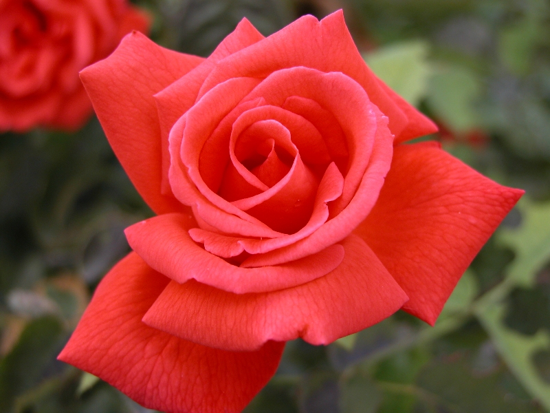 Rosa01