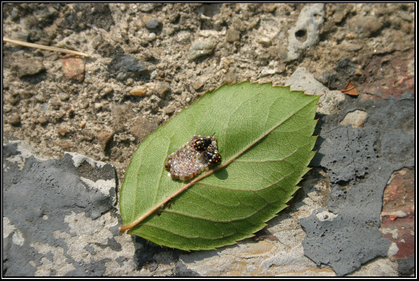 Uova1