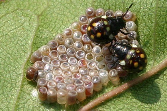 Uova1crop