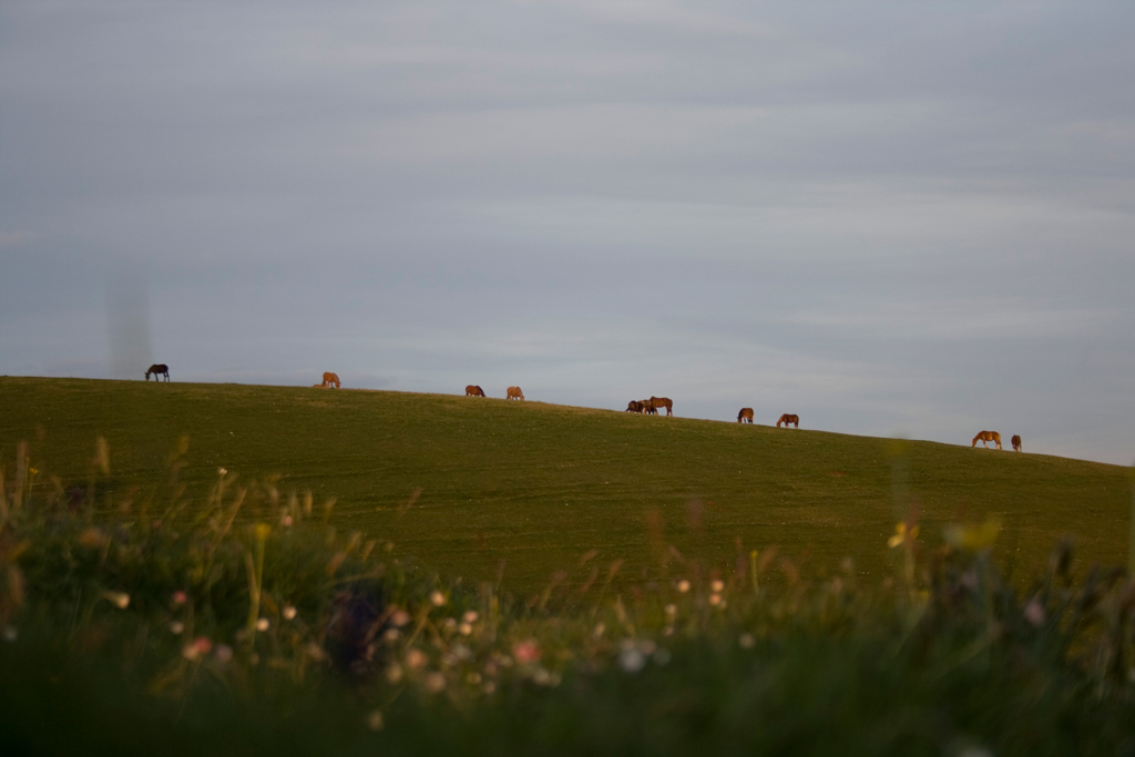 Horses