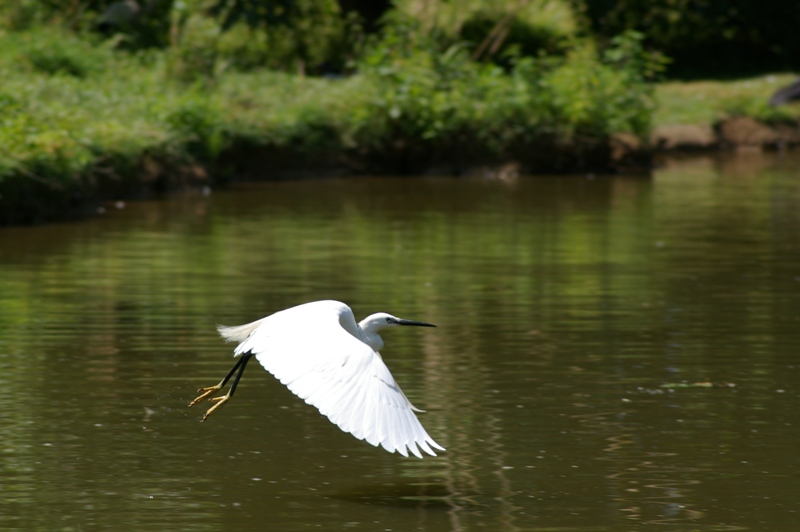 volo