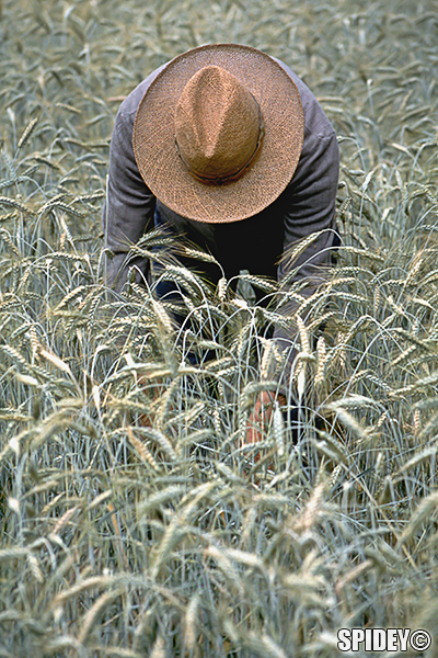 Contadino nel campo