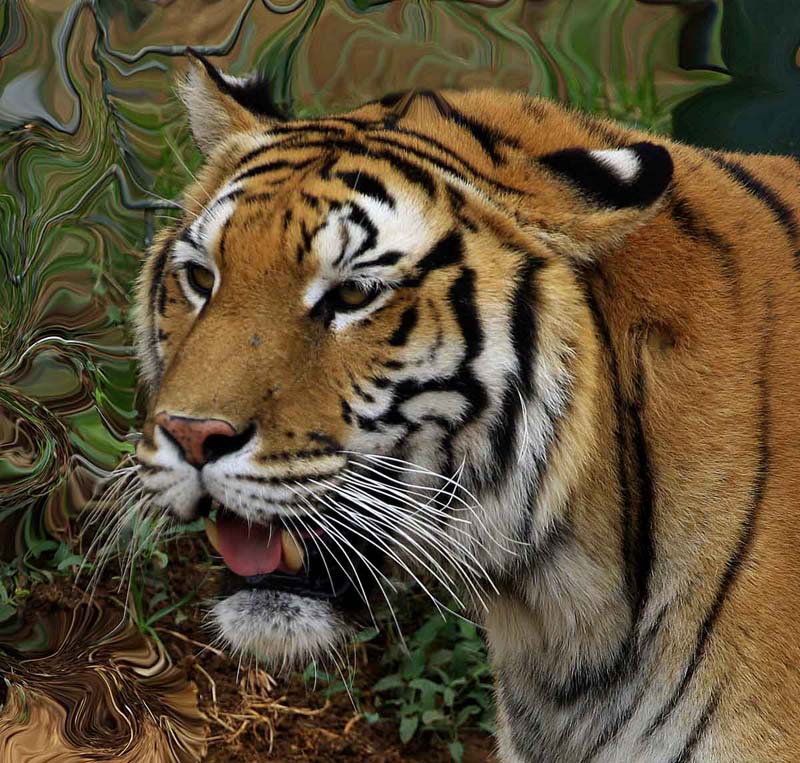 tigre48